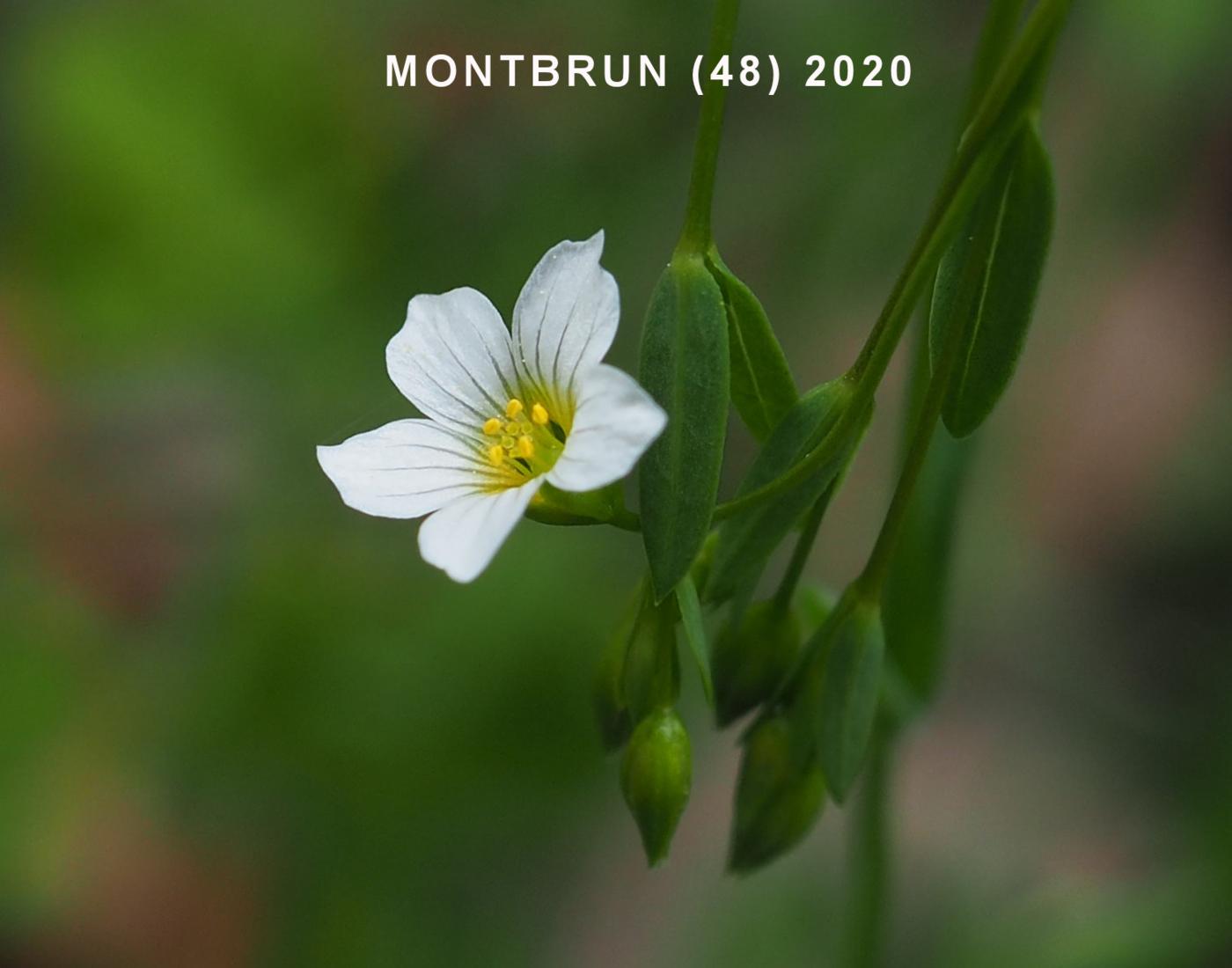 Flax, Purgative flower